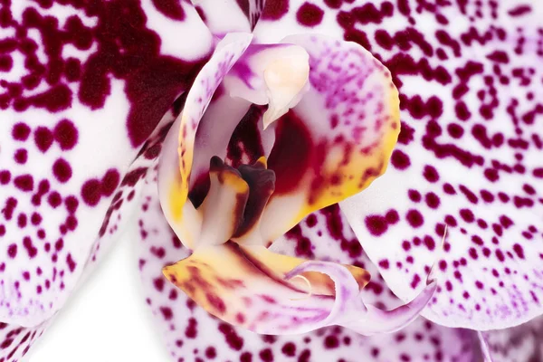 Macro Pourpre Orchidée Gros Plan Plan Studio Fleur Tropicale — Photo