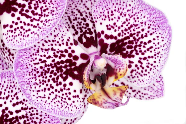 Macro Pourpre Orchidée Gros Plan Plan Studio Fleur Tropicale — Photo