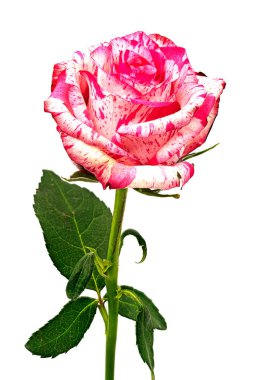 Rose Barracuda, yakın çekim ve güzel çiçeğin stüdyo çekimi.