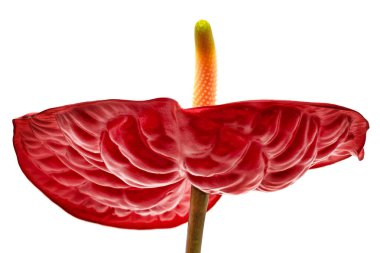 Flamingo Lily Red, beyaz arkaplandaki güzel anturyumu kapat.