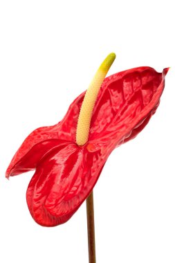 Flamingo Lily Red, beyaz arkaplandaki güzel anturyumu kapat.
