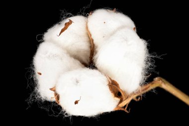 Pamuk fabrikası, siyah arka planlı beyaz kabarık tüylü çiçeğin başını kapat.