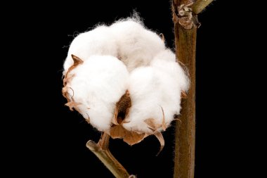 Pamuk fabrikası, siyah arka planlı beyaz kabarık tüylü çiçeğin başını kapat.