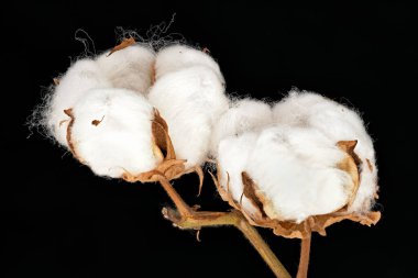 Pamuk fabrikası, siyah arka planlı beyaz kabarık tüylü çiçeğin başını kapat.
