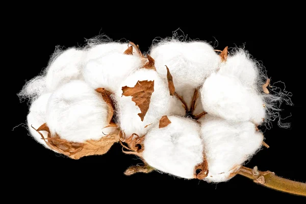 Cotton Plant Zbliżenie Białej Puszystej Głowicy Kwiatowej Czarnym Tłem Obraz Stockowy