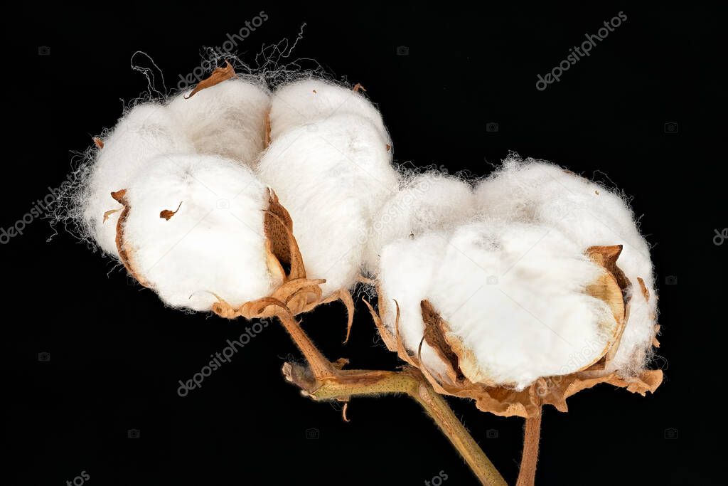 Cotton Plant, close up of white fluffe flower head with black background