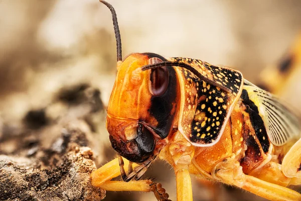 Grasshopper Macrophotography Close Insect — стокове фото