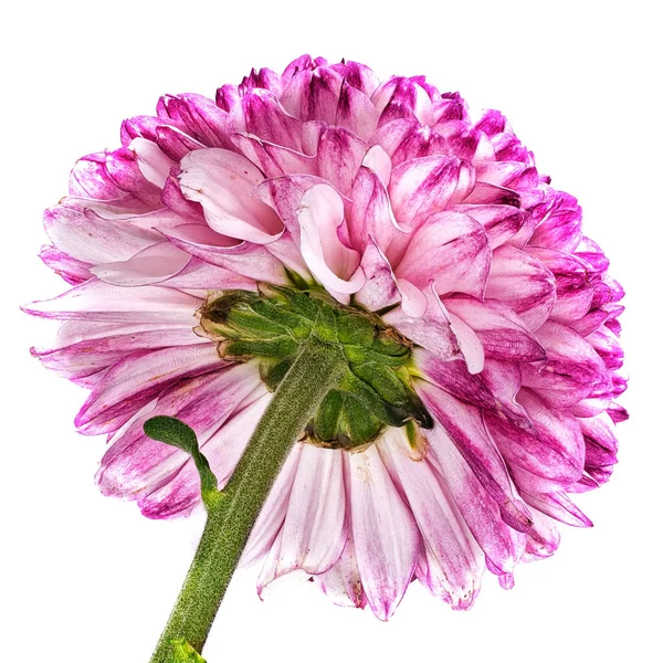 Crisantemo Ping Pong Primer Plano Hermosa Flor — Foto de Stock