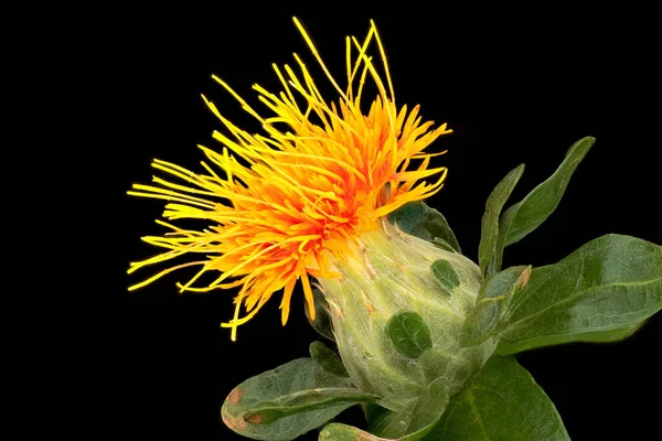 Safflower Close Cabeza Flor Con Fondo Negro —  Fotos de Stock