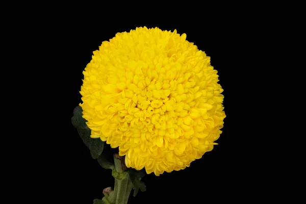 Crisantemo Ping Pong Amarillo Primer Plano Hermosa Flor — Foto de Stock