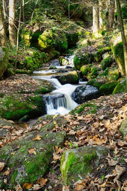 Sonbahar Ormanı 'ndan Akan Suyla Akan Arazi