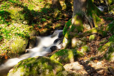 Sonbahar Ormanı 'ndan Akan Suyla Akan Arazi