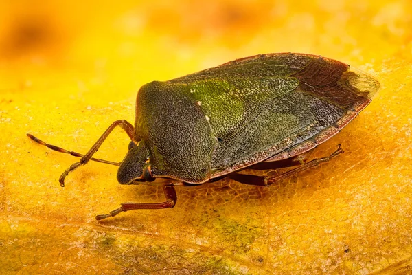 Green Shield Bug Primer Plano Del Insecto Hoja Amarilla — Foto de Stock
