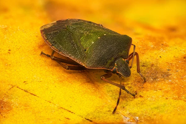 Green Shield Bug Primer Plano Del Insecto Hoja Amarilla — Foto de Stock