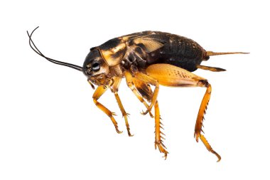 Mediterranean Field Cricket, close up of insect on white background
