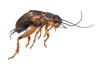 Mediterranean Field Cricket, close up of insect on white background