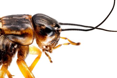 Mediterranean Field Cricket, close up of insect on white background