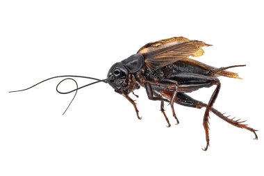 Mediterranean Field Cricket, close up of insect on white background
