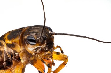 Mediterranean Field Cricket, close up of insect on white background