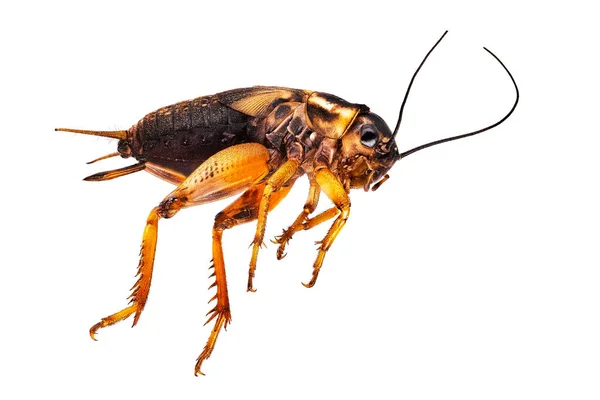 Mediterranean Field Cricket Close Insect White Background — Fotografia de Stock