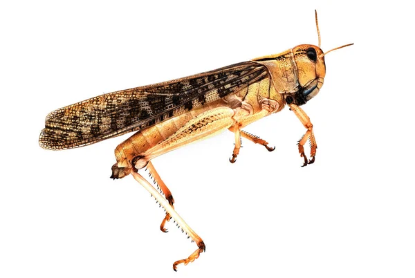 Locust Close Grasshopper Isolated White Background — Stock fotografie