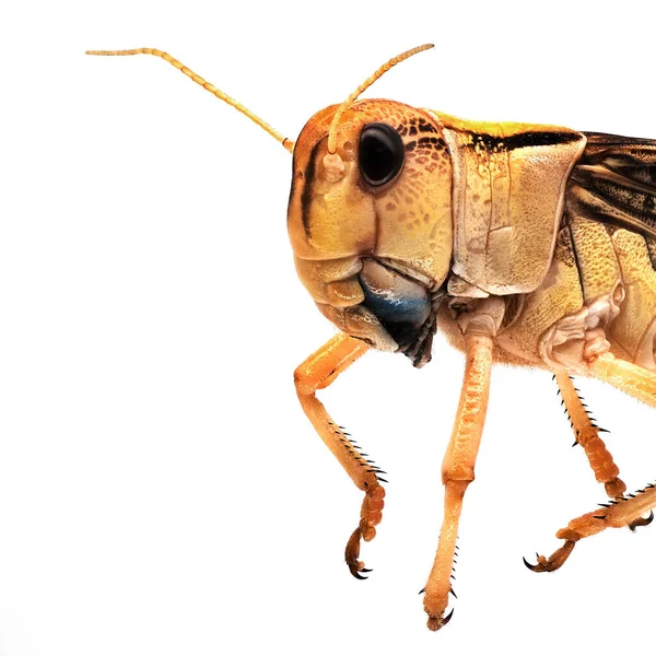 Locust Close Grasshopper Isolated White Background — Stok fotoğraf