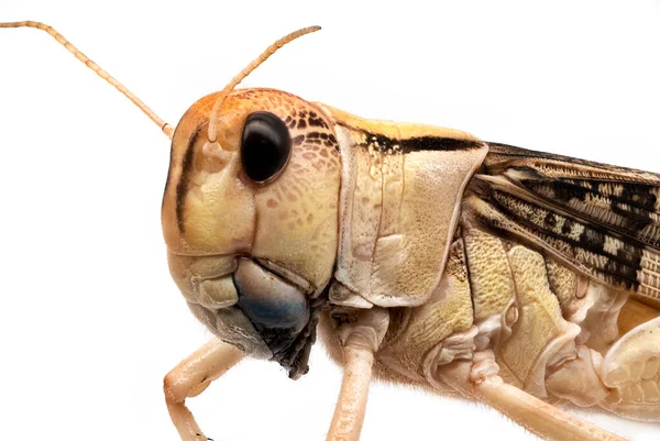 Locust Close Grasshopper Isolated White Background — Stok fotoğraf