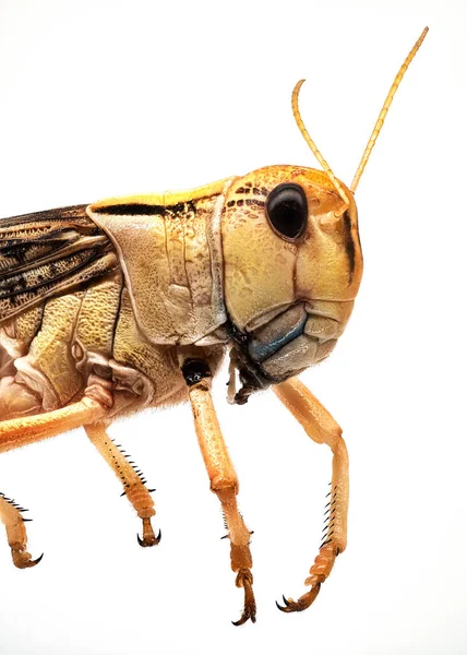 Locust Close Grasshopper Isolated White Background — Stockfoto