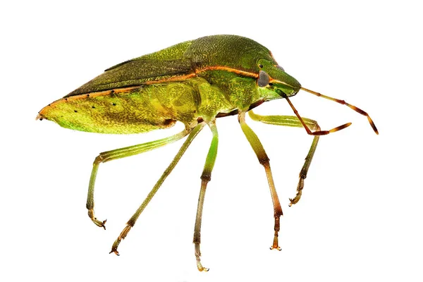 Escudo Verde Bug Close Inseto Com Fundo Branco — Fotografia de Stock