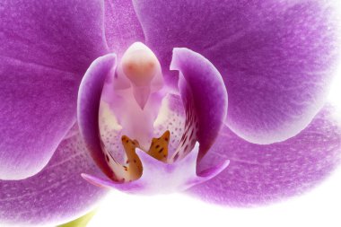 Orkide Mor Yakın çekim, güzel tropikal çiçek kafasının stüdyo çekimi.