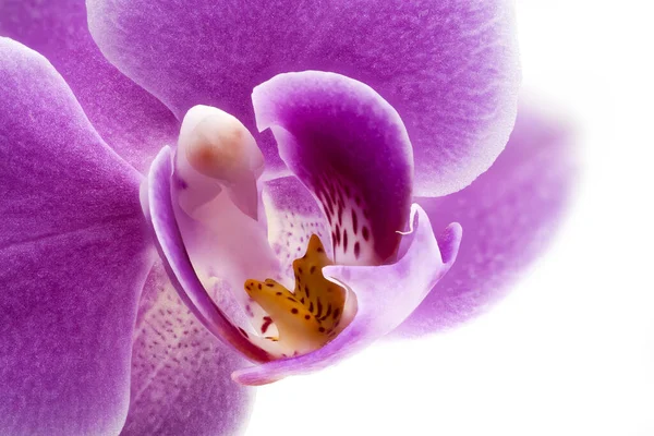 Orkide Mor Yakın Çekim Güzel Tropikal Çiçek Kafasının Stüdyo Çekimi — Stok fotoğraf