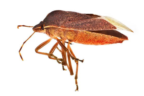 Brown Stink Bug Nahaufnahme Und Studioaufnahme Eines Insekts Mit Weißem — Stockfoto