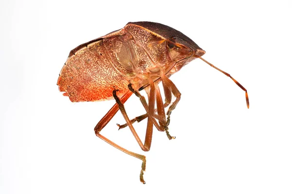 Brown Stink Bug Närbild Och Studio Skott Insekt Med Vit — Stockfoto