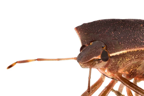 Brown Stink Bug Primer Plano Toma Estudio Insecto Con Fondo — Foto de Stock