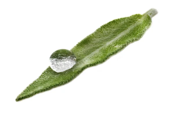 Salvia Leaf Närbild Studio Skott Doftande Ört Vit Bakgrund — Stockfoto