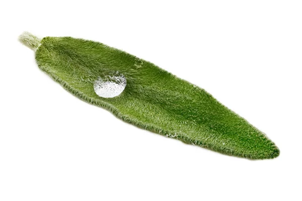 Salvia Leaf Close 白を背景に香草のスタジオショット — ストック写真