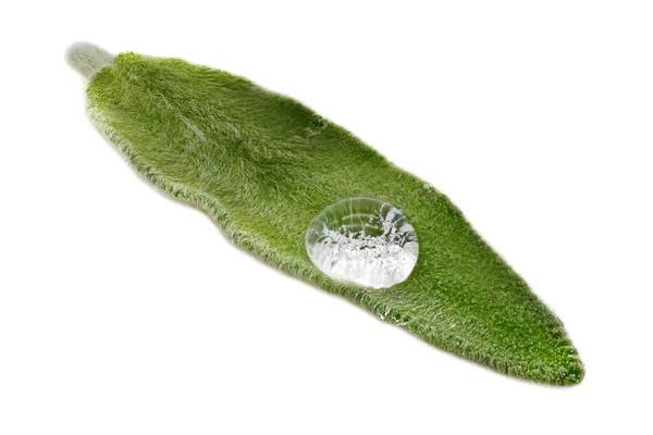 Salvia Leaf Närbild Studio Skott Doftande Ört Vit Bakgrund — Stockfoto