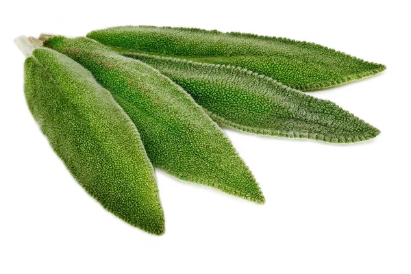 Salvia Leaf Close Toma Estudio Hierba Perfumada Sobre Fondo Blanco —  Fotos de Stock
