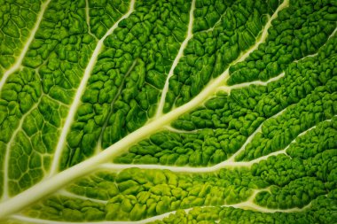 Gabbage Leaf Close Up, yeşil sebzelerin stüdyo çekimi.