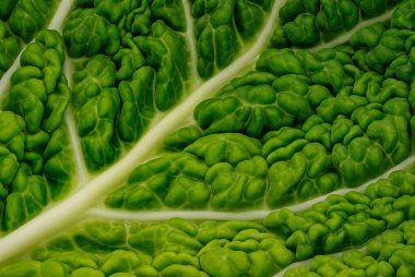 Gabbage Leaf Close Up, yeşil sebzelerin stüdyo çekimi.