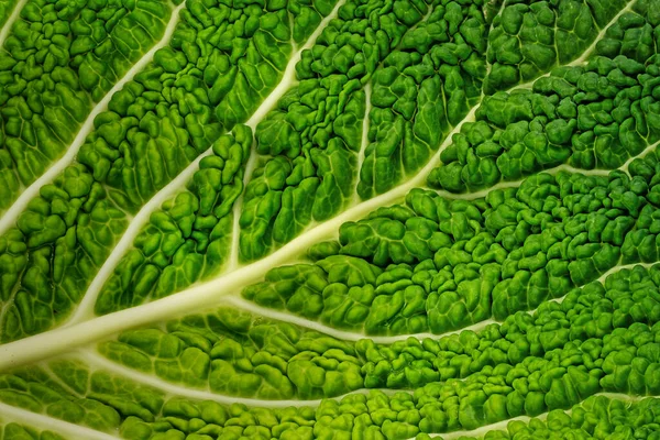 Gabbage Leaf Close Toma Estudio Verdura Verde —  Fotos de Stock