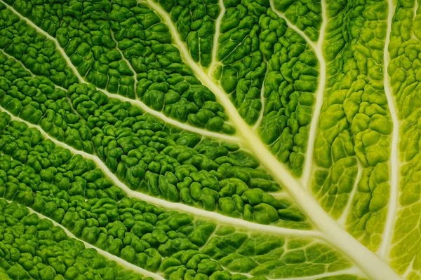 Gabbage Leaf Close Toma Estudio Verdura Verde —  Fotos de Stock