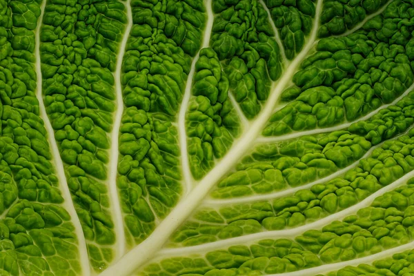 Gabbage Leaf Close Toma Estudio Verdura Verde —  Fotos de Stock