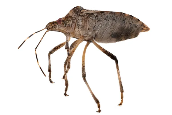 True Bug Close Up, beyaz arkaplanlı böcek izolasyonunun makrofotoğrafçılığı