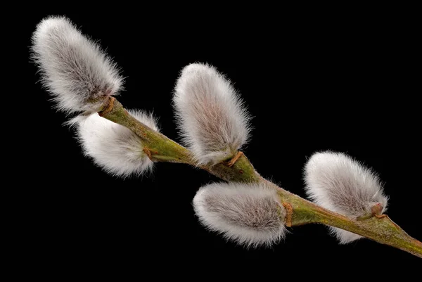 Male Catkin Close Pussy Willow Decoration Easter Black Background Stockbild