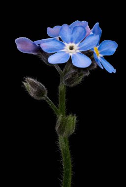 Myosotis Close, siyah arkaplanlı 