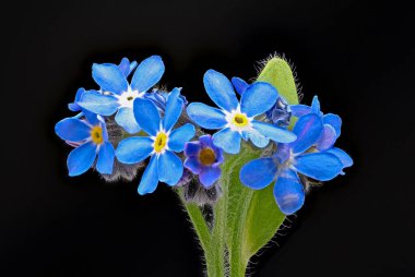 Myosotis Close, siyah arkaplanlı 