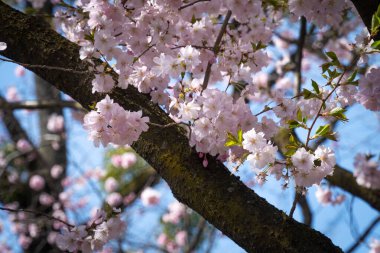 Çiçekli kiraz ağacı, çiçekli ağacın kapağı.