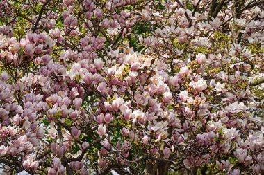 Manolya Ağacı Çiçekleniyor İlkbaharda çiçek başları