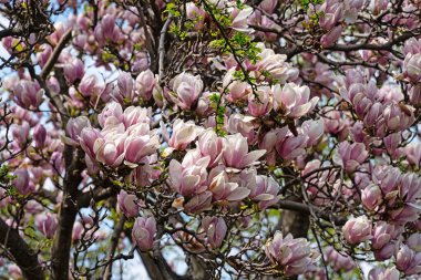 Manolya Ağacı Çiçekleniyor İlkbaharda çiçek başları